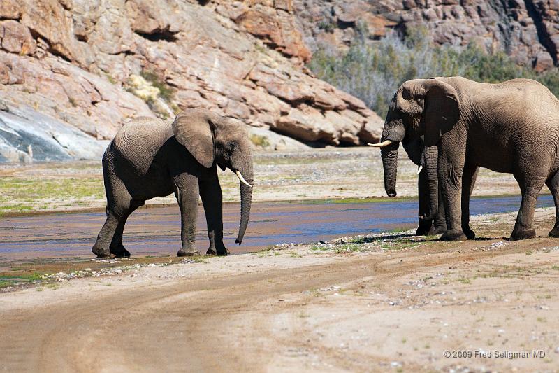 20090604_121946 D300 X1.jpg - Elephants